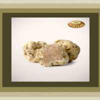 Ora Compra Ora Tartufo Bianco D Alba Alba Tartufipage 0001