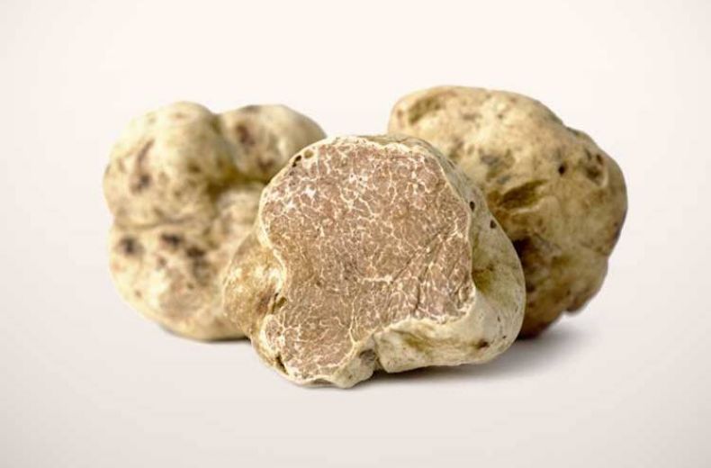Alba White Truffle Buy Now Alba Tartufi