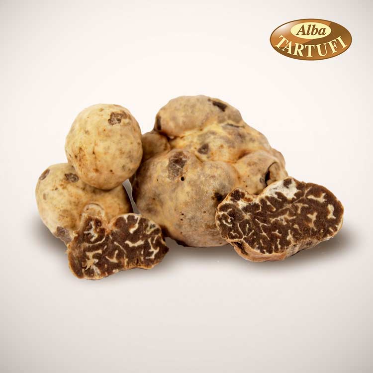 Tartufo Bianchetto o Marzuolo