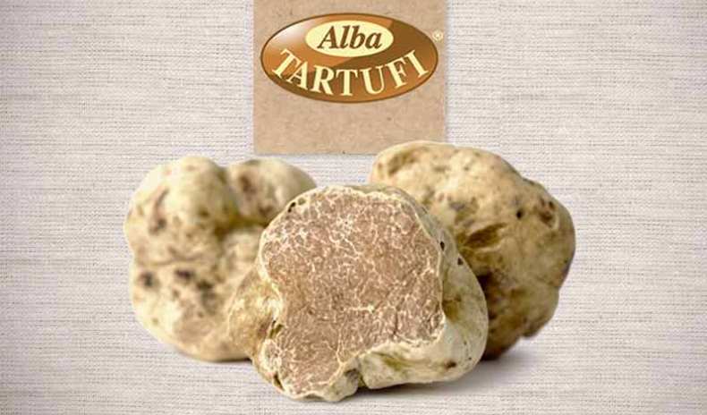 ALBA TRUFFLE TOUR;